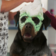 Illustration for article titled iShow Dogs/i is being re-edited to remove scene critics say grooms kids for sexual abuse